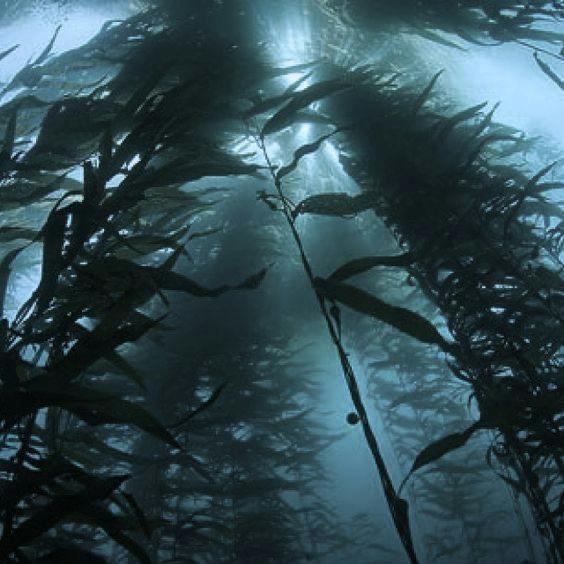 user avatar image for Mossnambergris