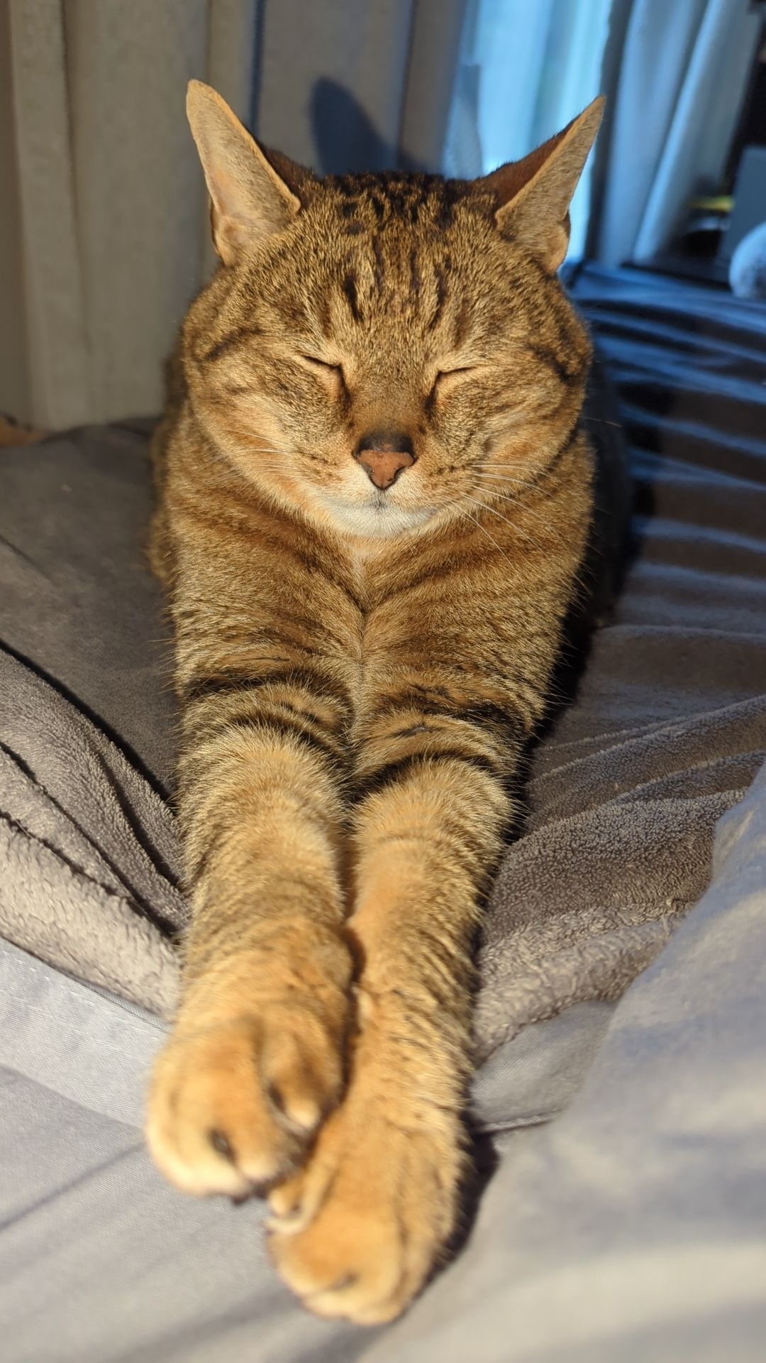 user avatar image for Trollamon