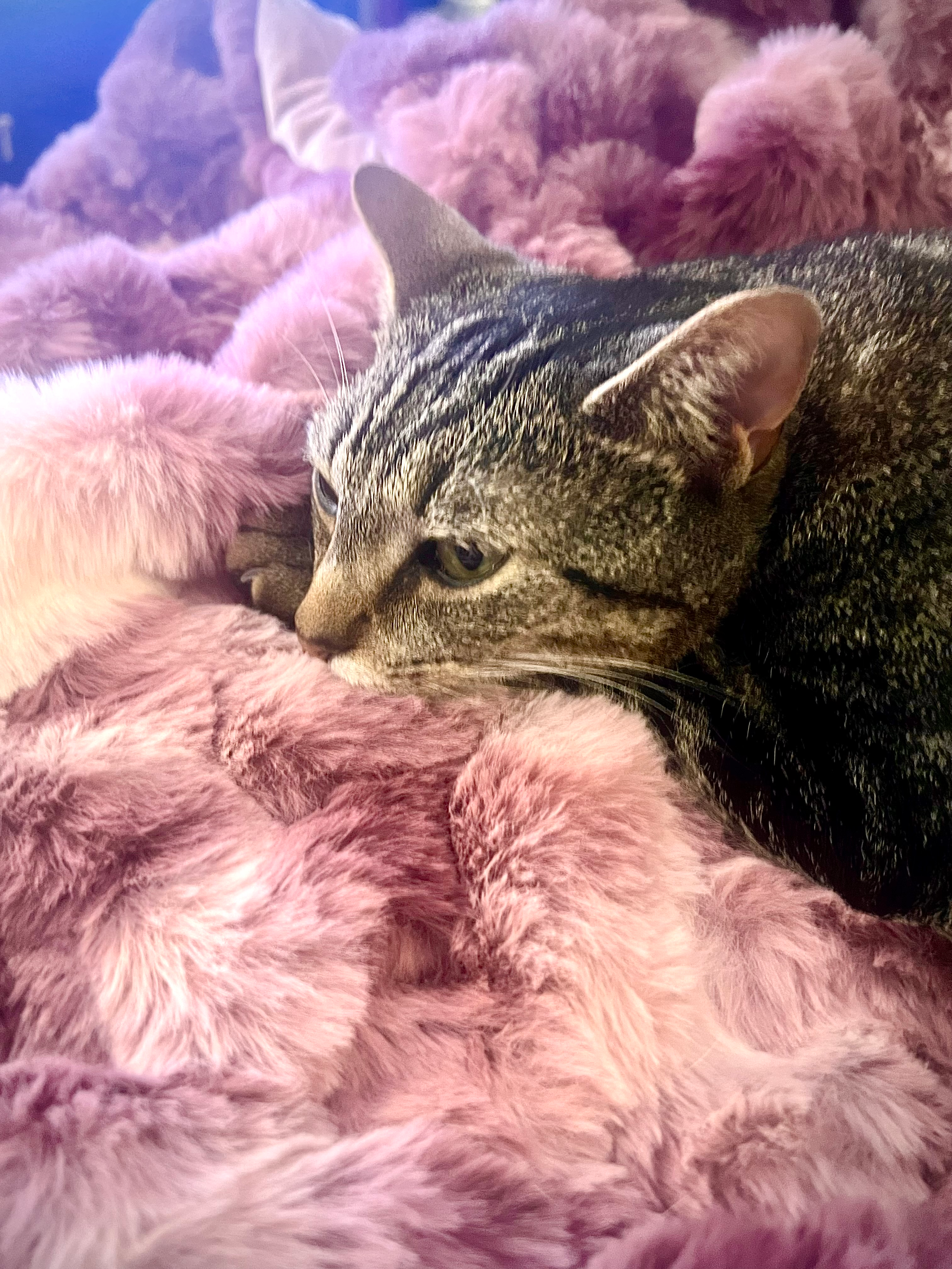 user avatar image for Suadii