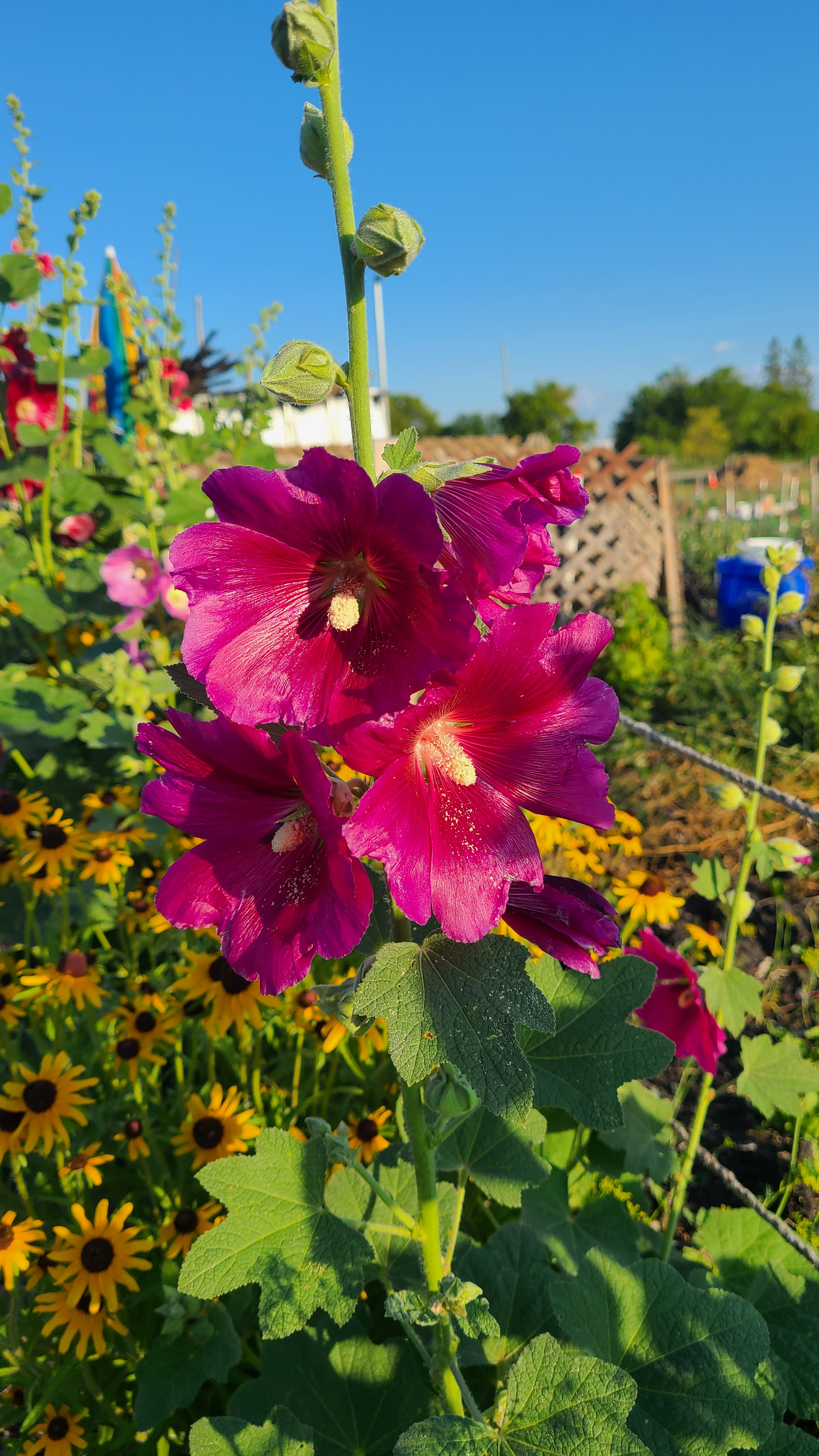 user avatar image for quasialidia