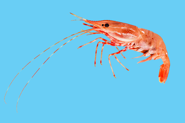 user avatar image for Michael Hively