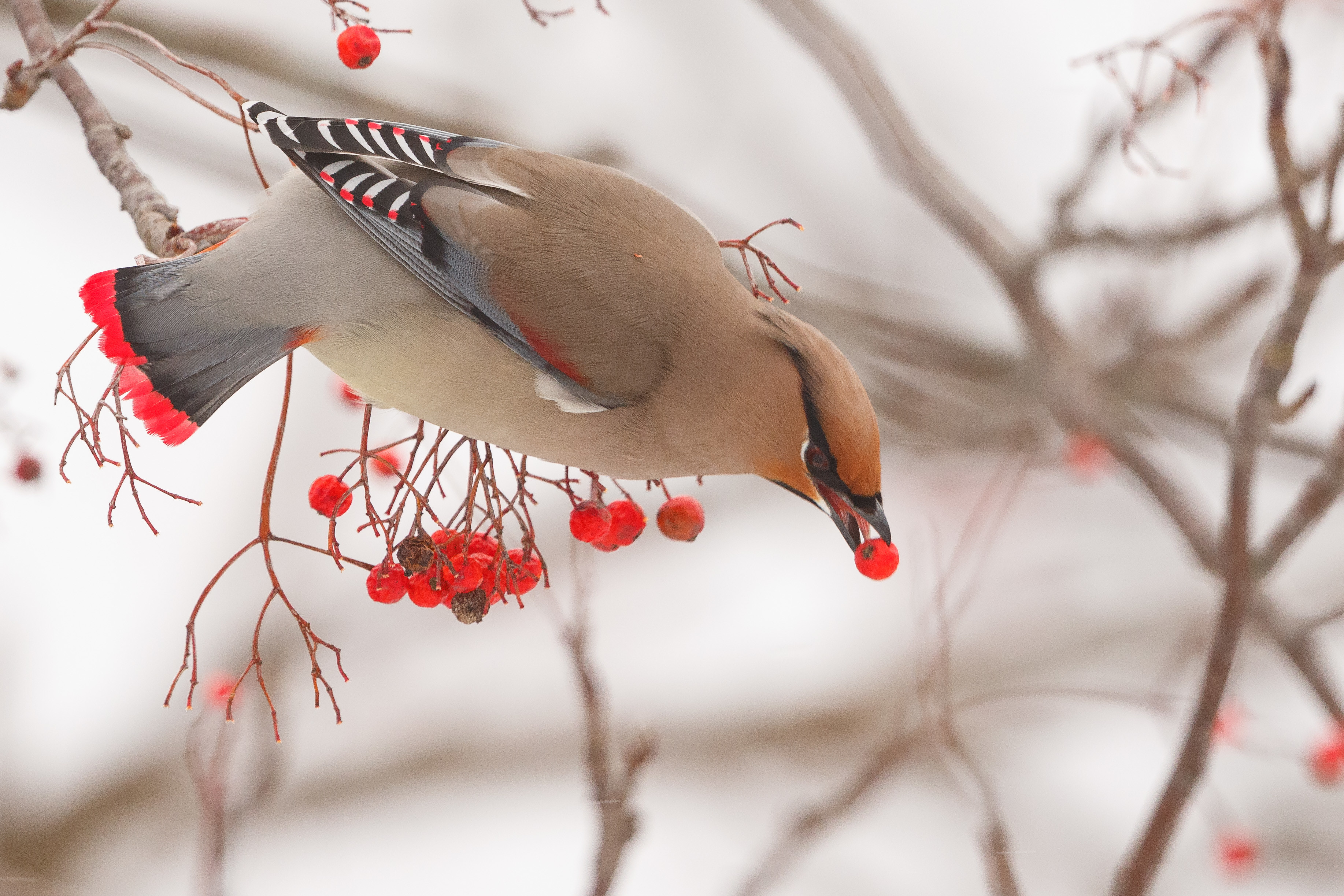 user avatar image for Zoltan Balogh