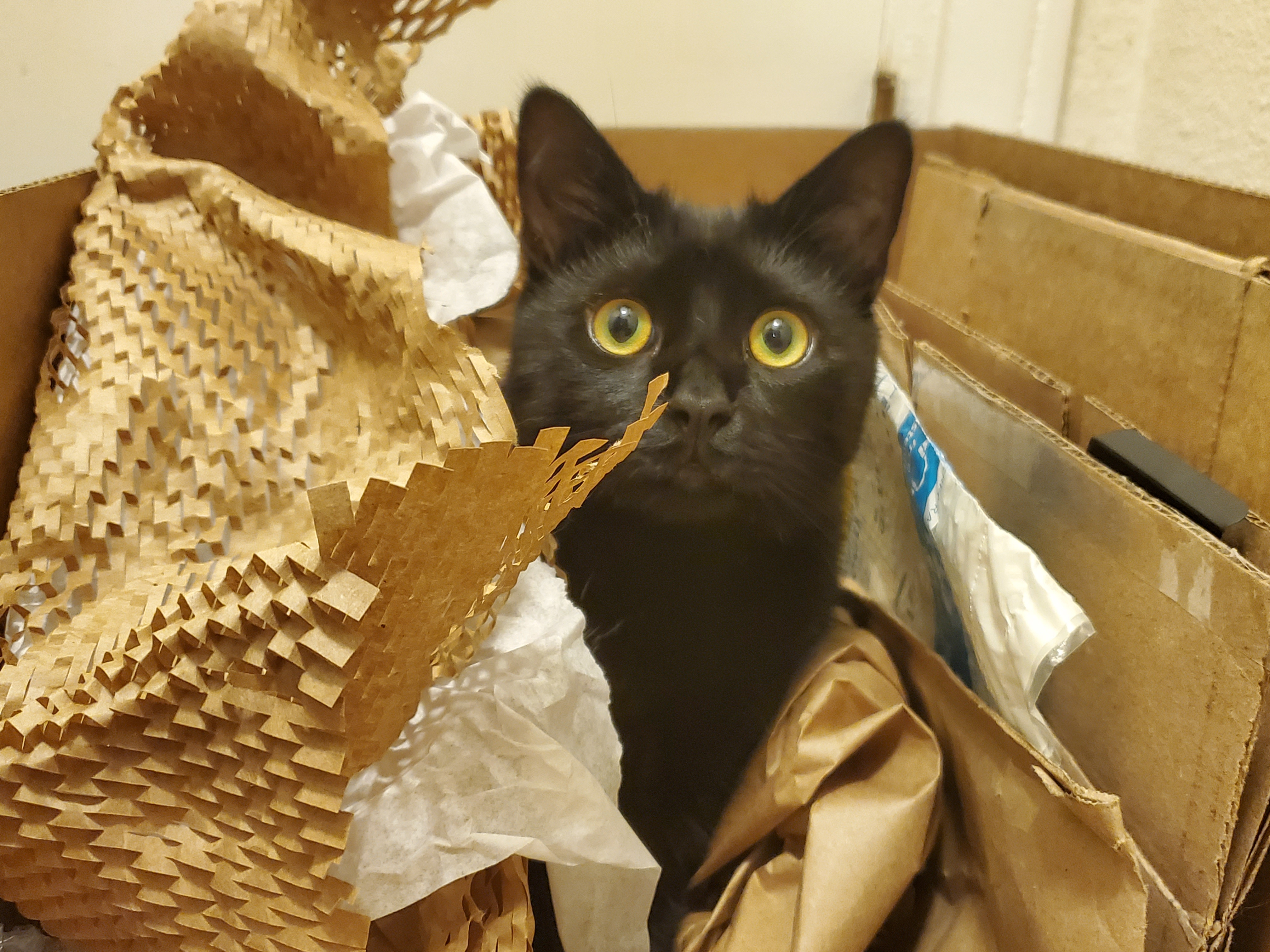 user avatar image for EtceteraDood