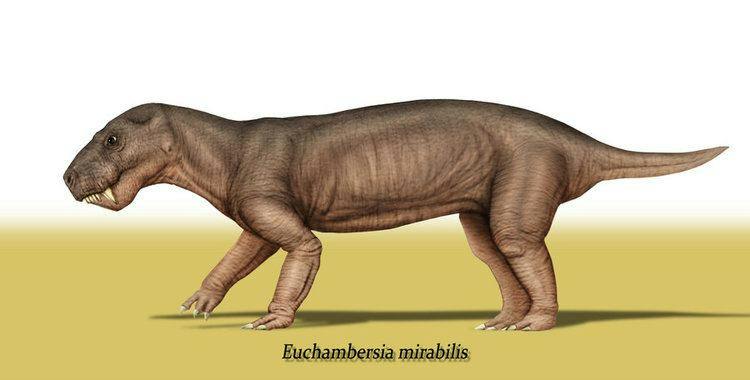 Euchambersia