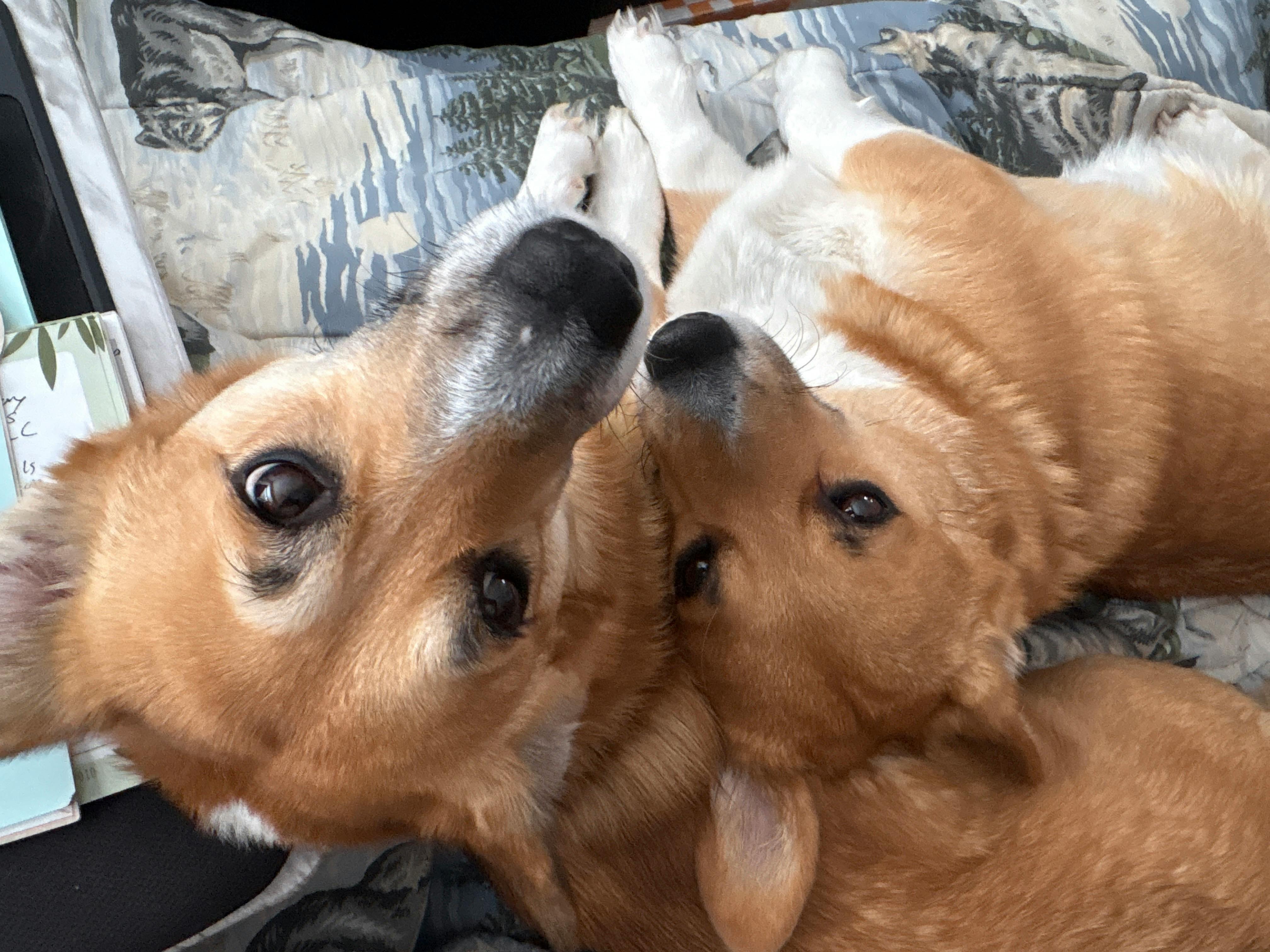 Corgi Treats