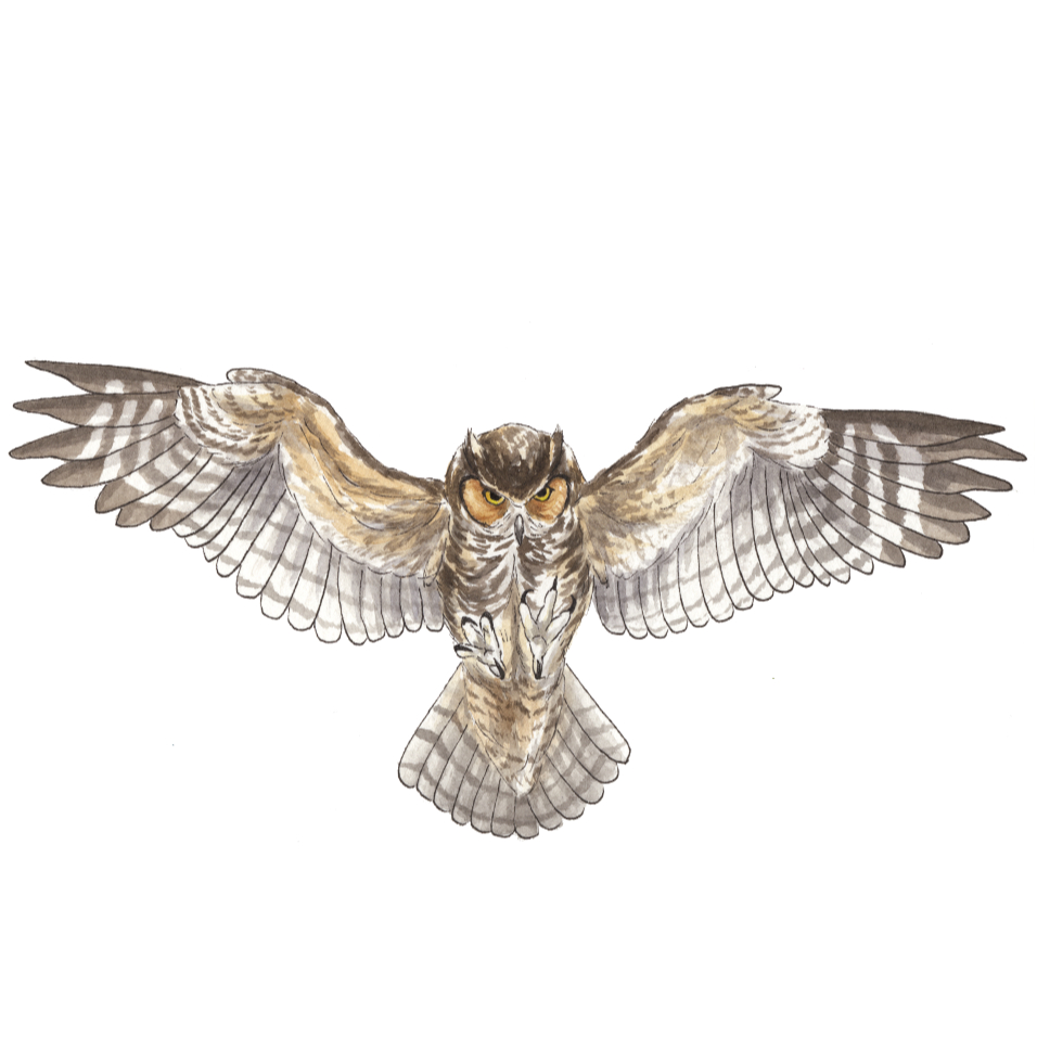 Great Horned Owl