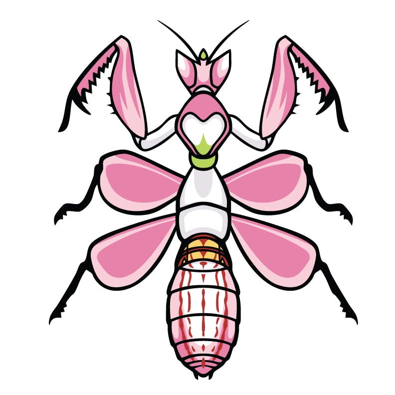 Orchid Mantis 2.5" XL pin