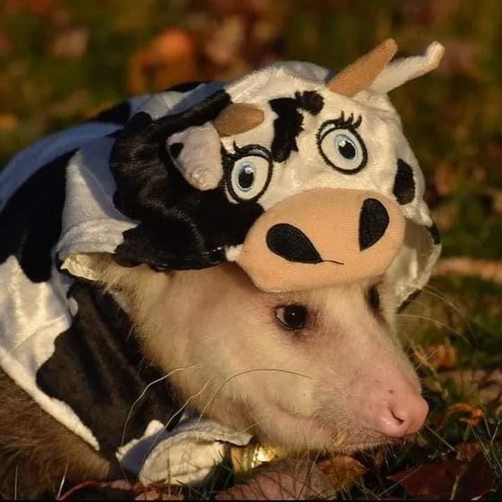 user avatar image for ManSkylark