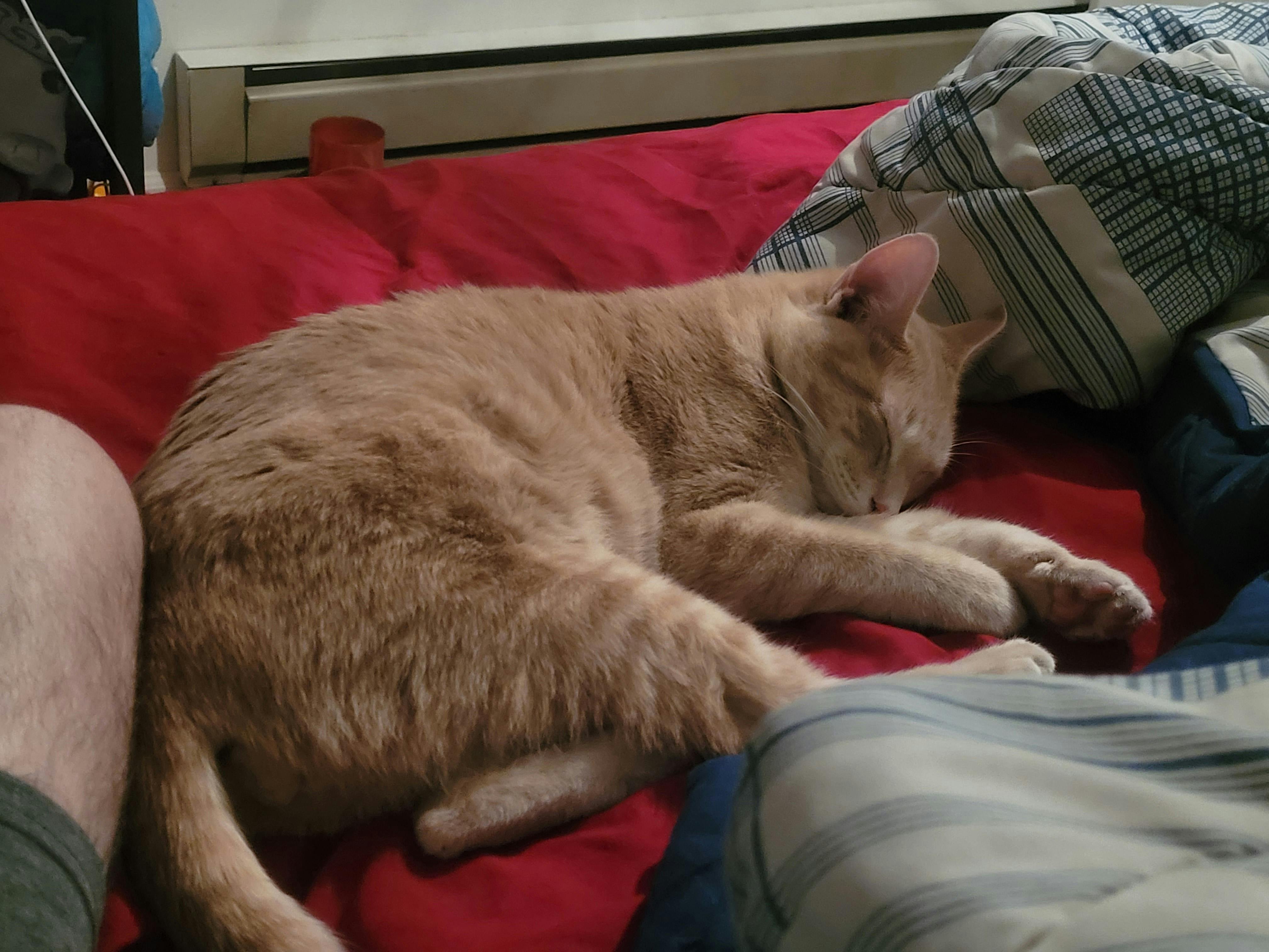 user avatar image for Mordecai