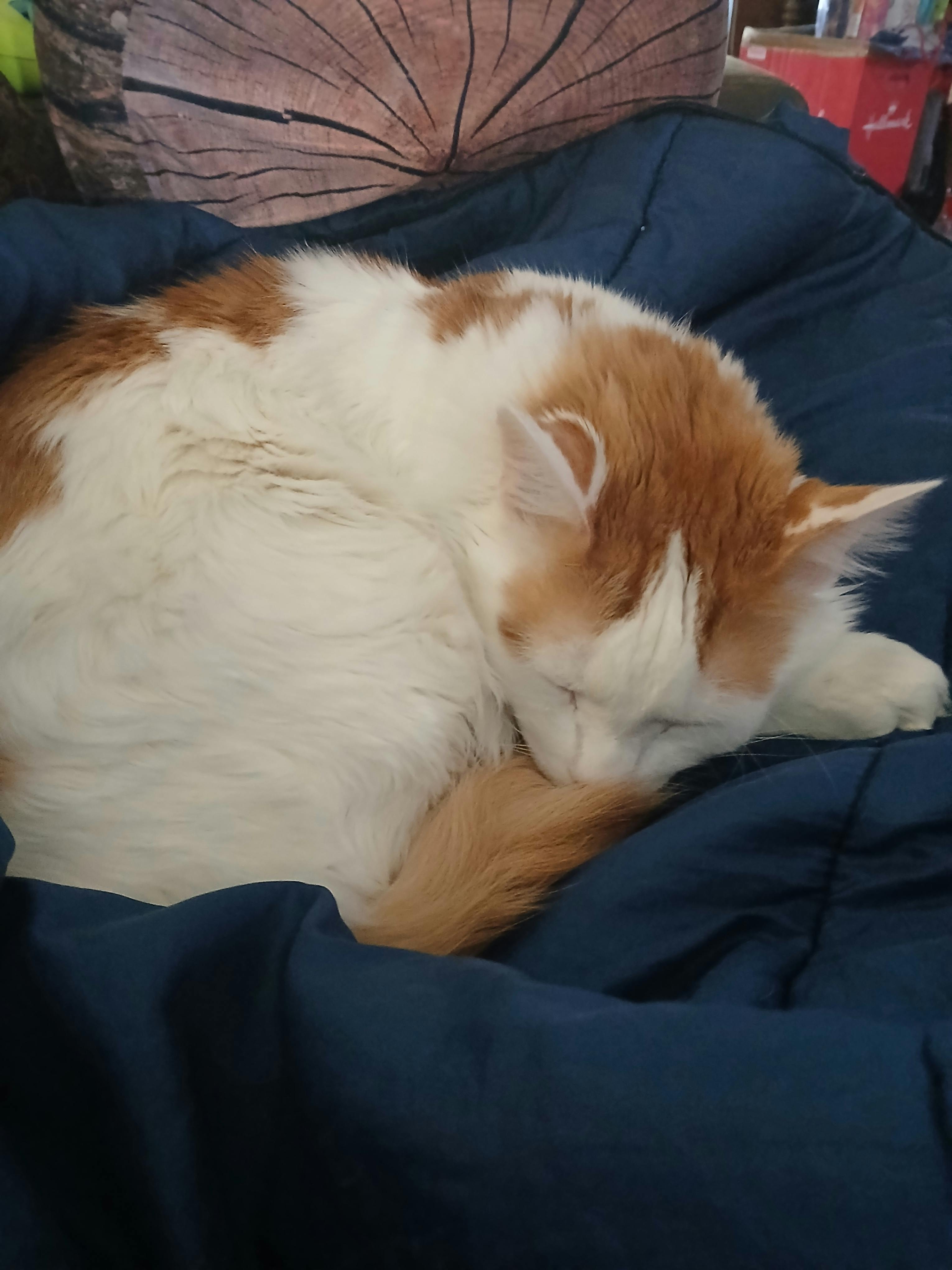 user avatar image for Cameron Freeman 