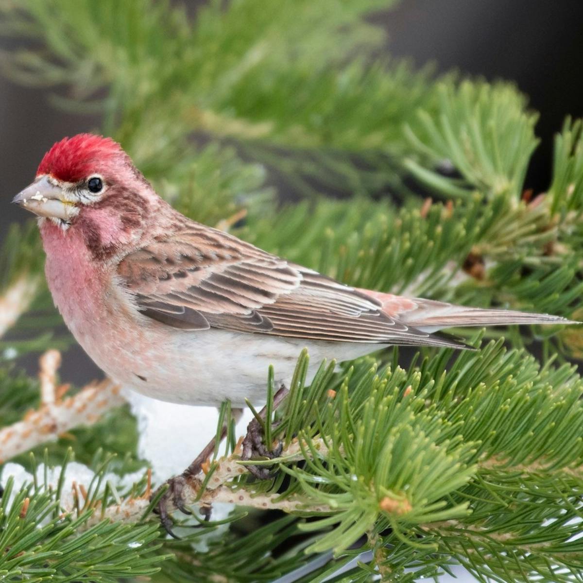 Cassin's Finch