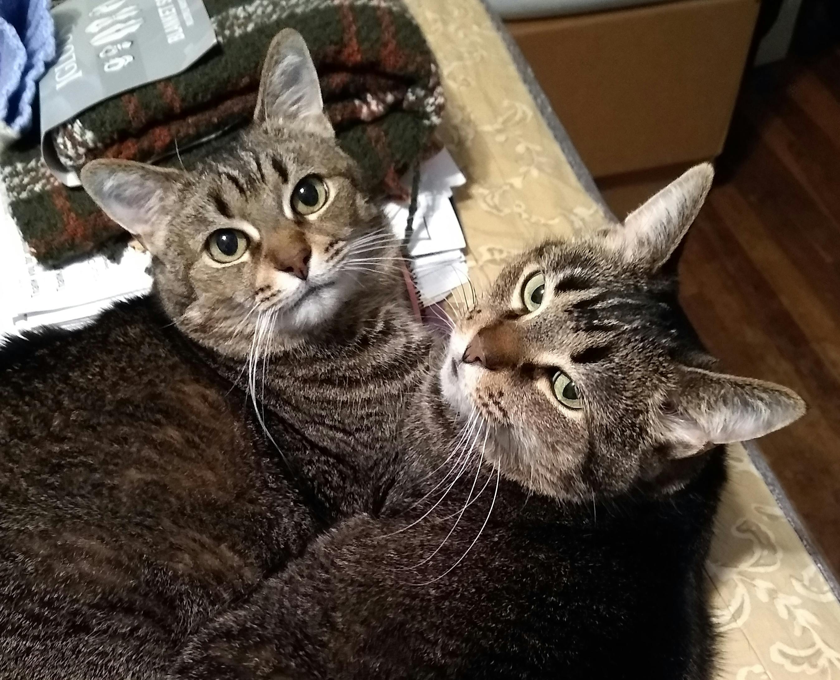 user avatar image for Hasmig Johnson