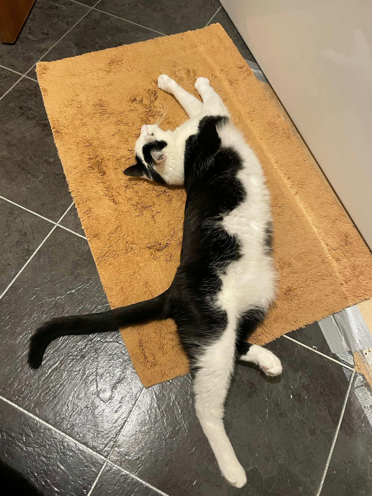 user avatar image for Frazzle 