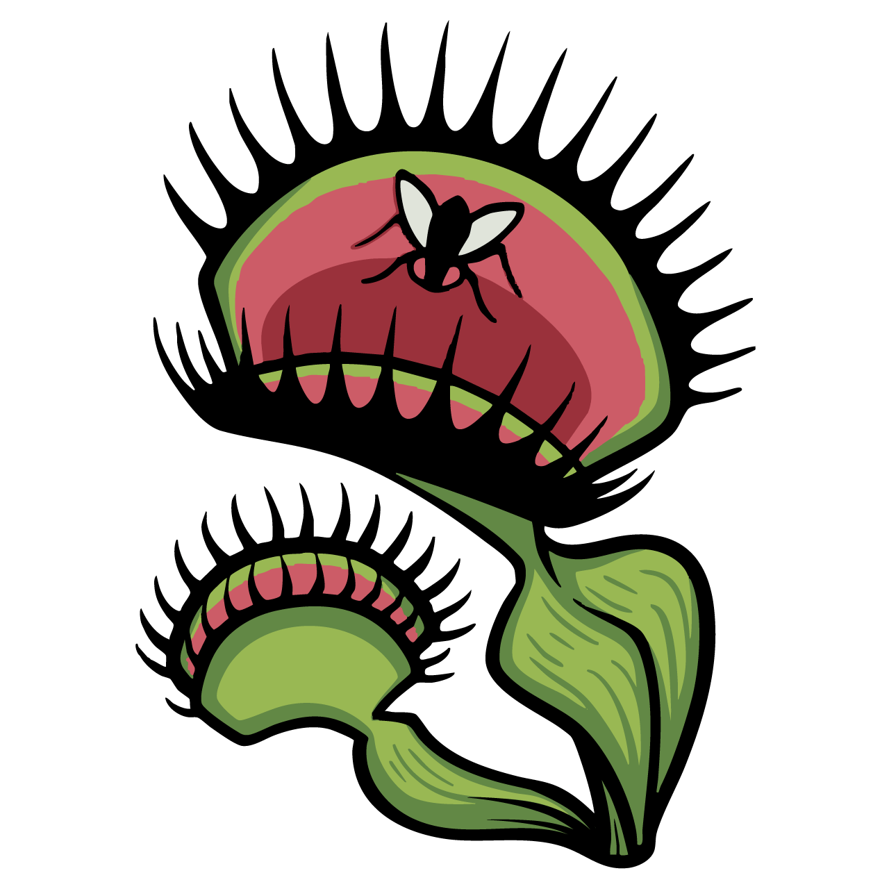 Venus Devours (Venus Fly Trap)
