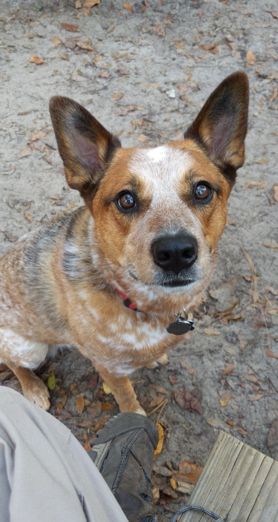 user avatar image for Dingo Queen