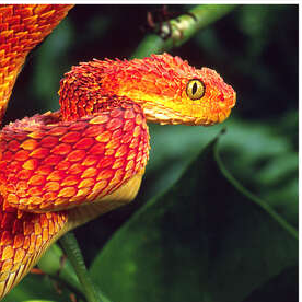 user avatar image for Via Vipera
