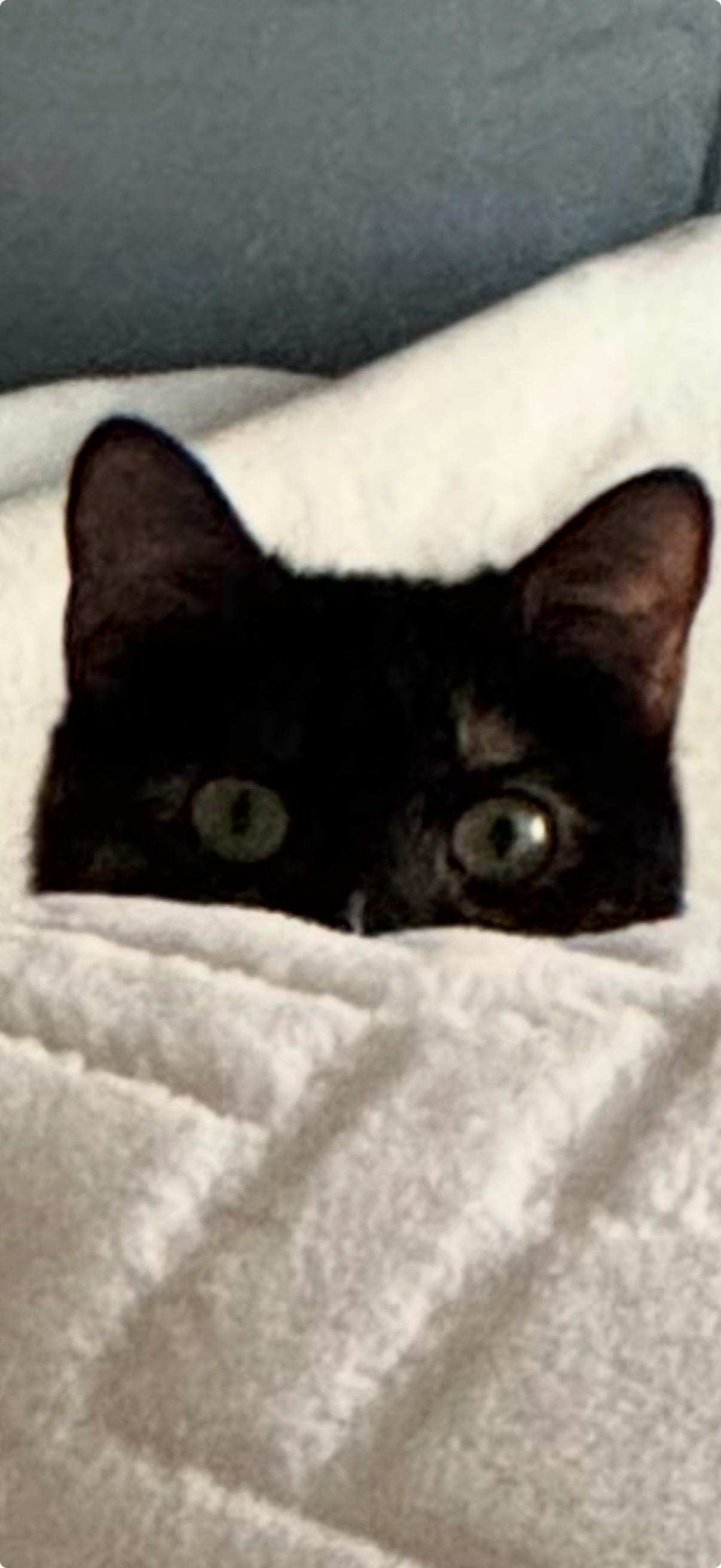 user avatar image for Bruce