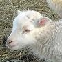 user avatar image for Sacrificial Lamb