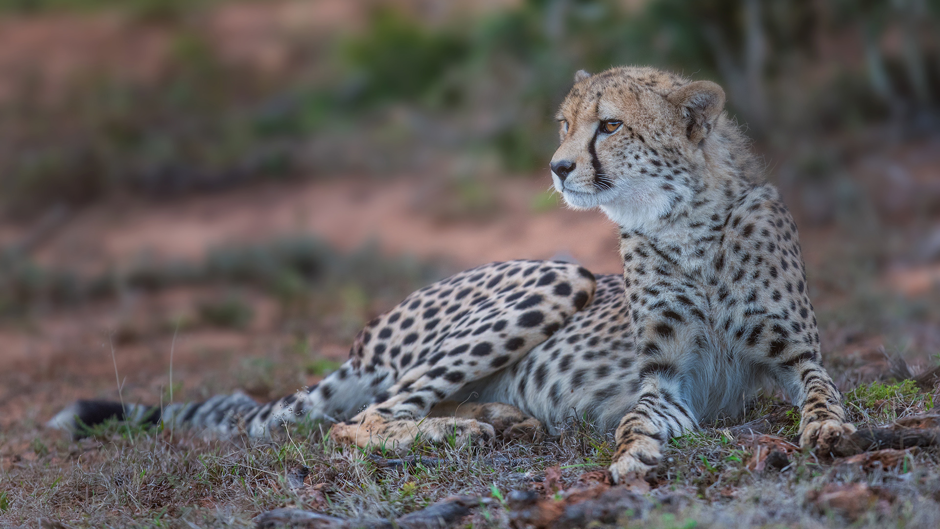 user avatar image for AnxiousCheetah 