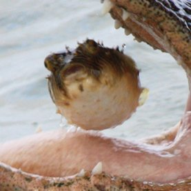 user avatar image for AngryPanda