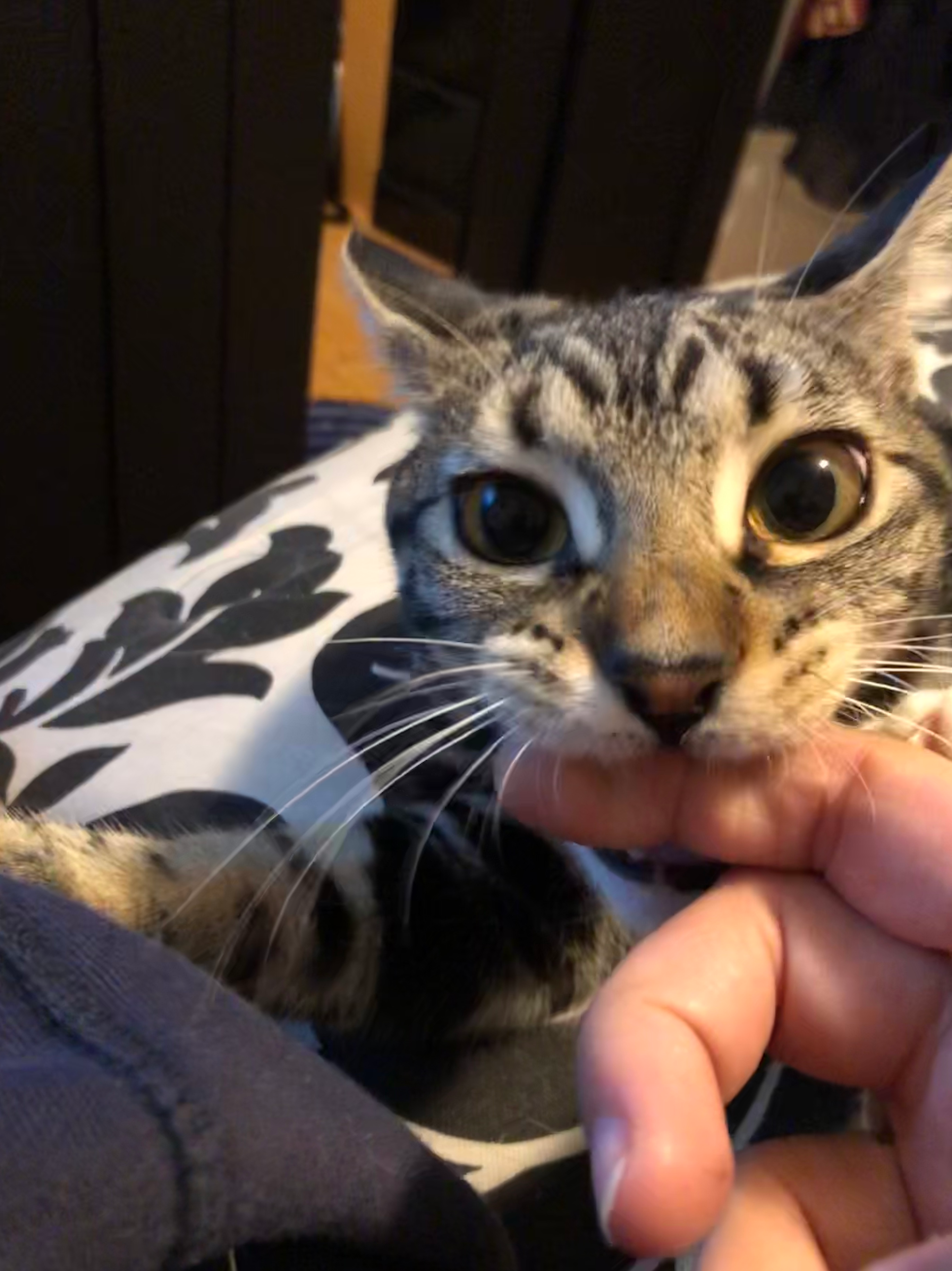 user avatar image for Pie