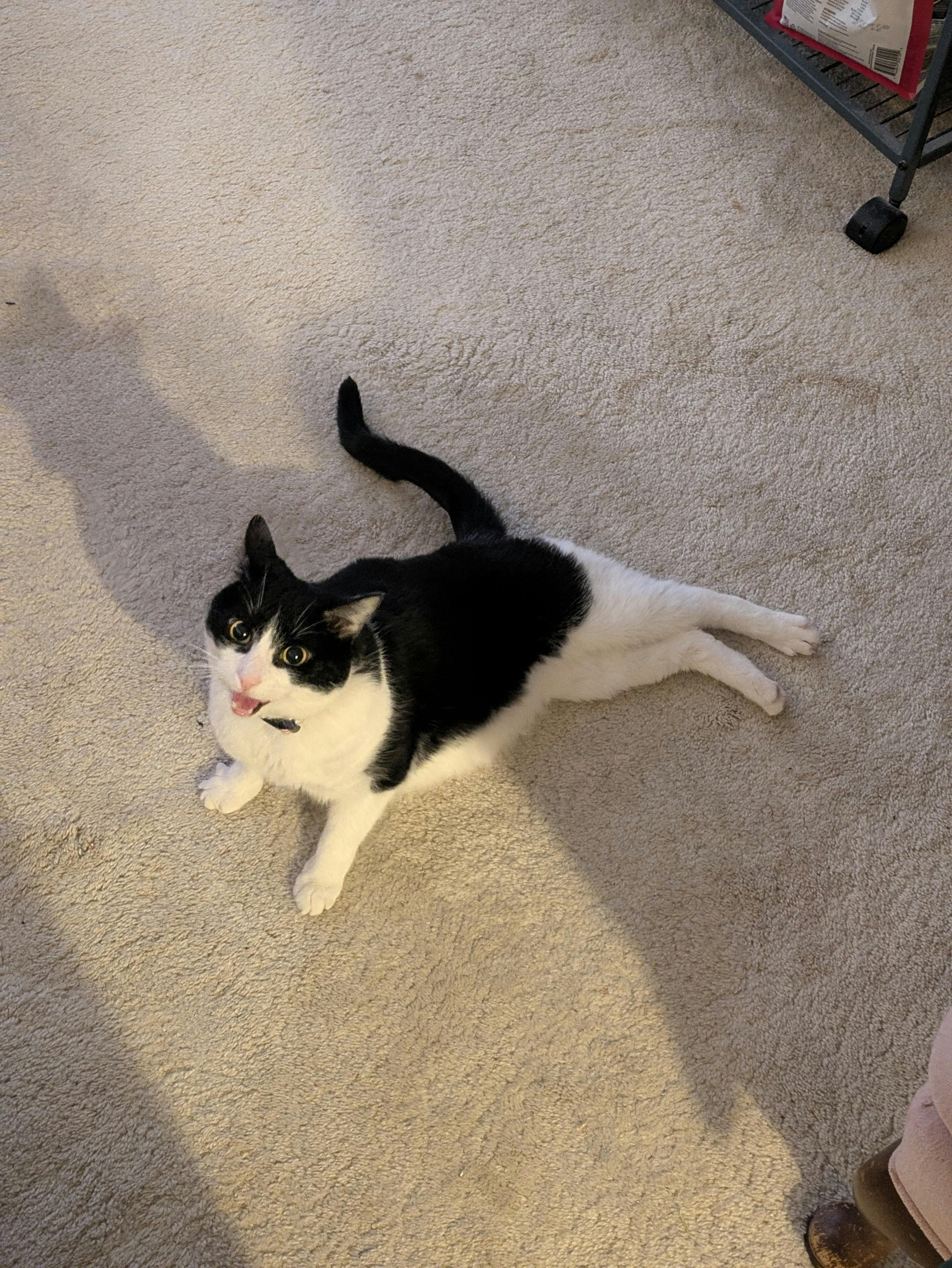 user avatar image for Jay Chew