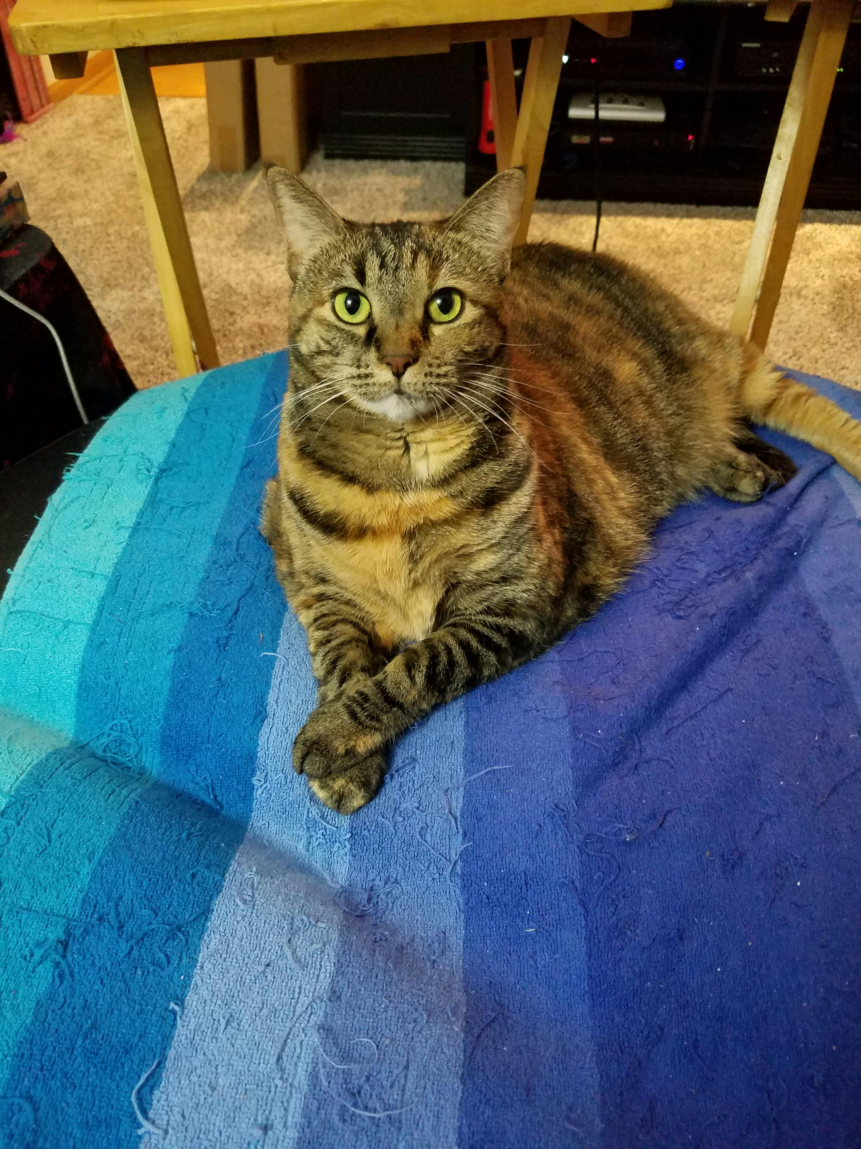 user avatar image for Bluphire