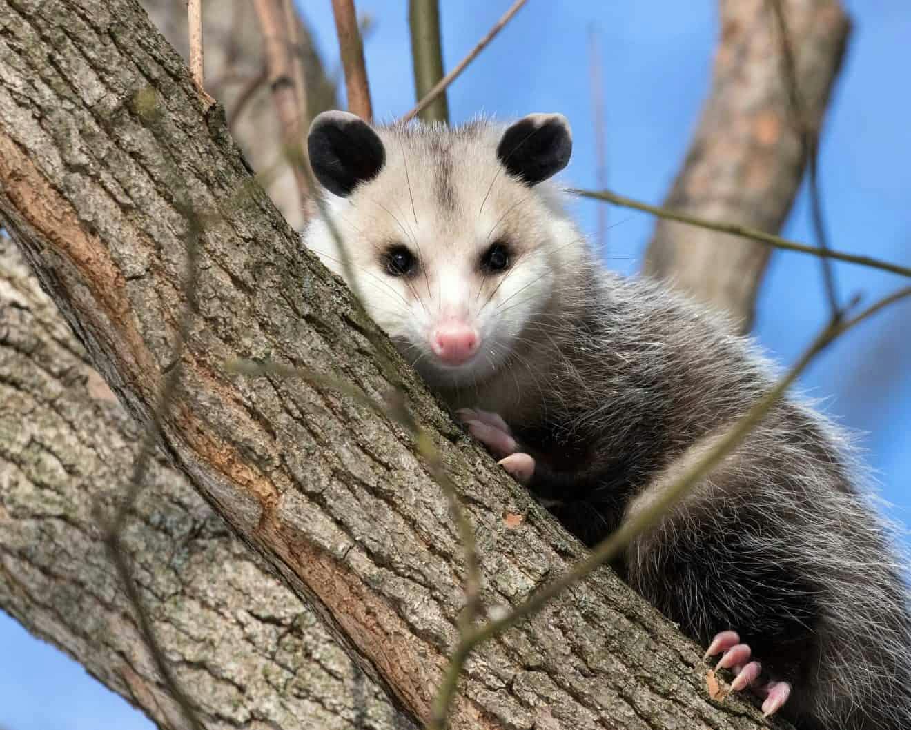Opposum