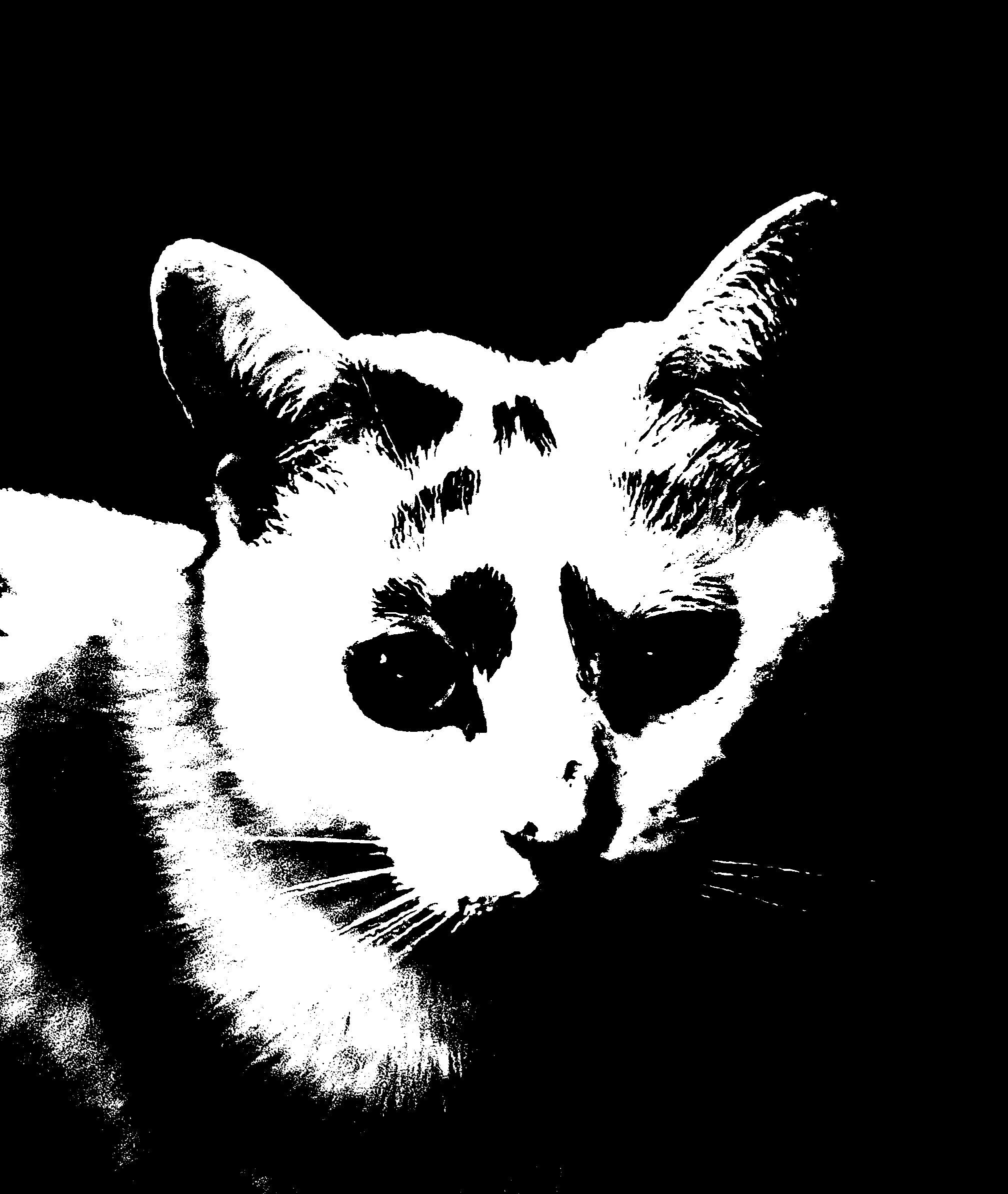 user avatar image for Kochebi