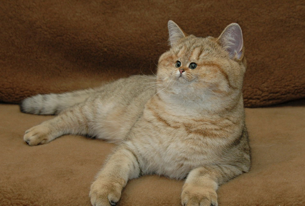 user avatar image for Will Golihew