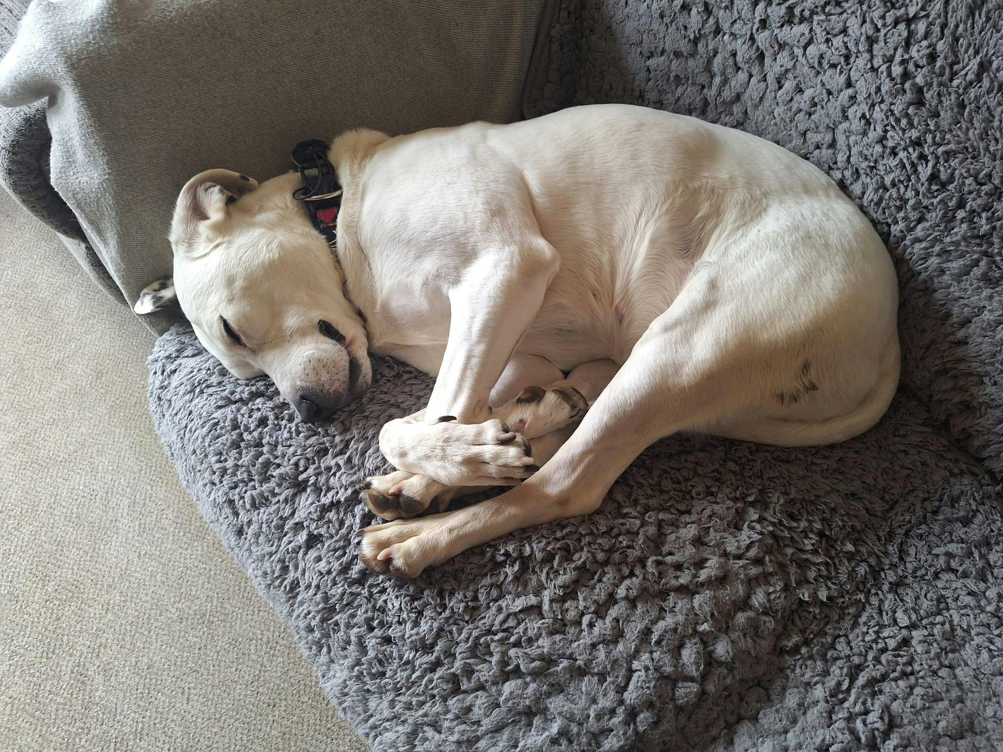 user avatar image for Asher Murphy