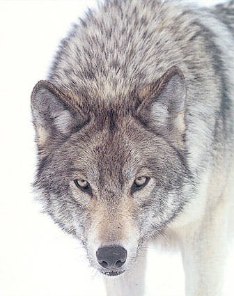 user avatar image for Gary Johnson