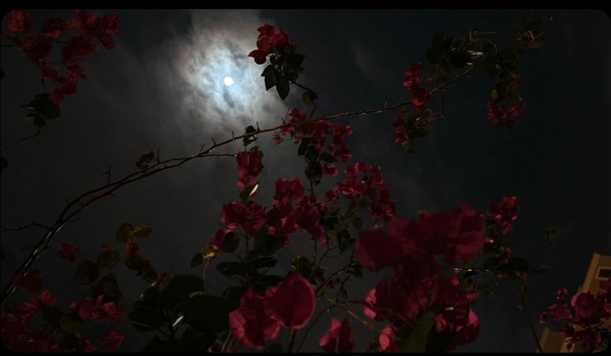 user avatar image for Chelsea