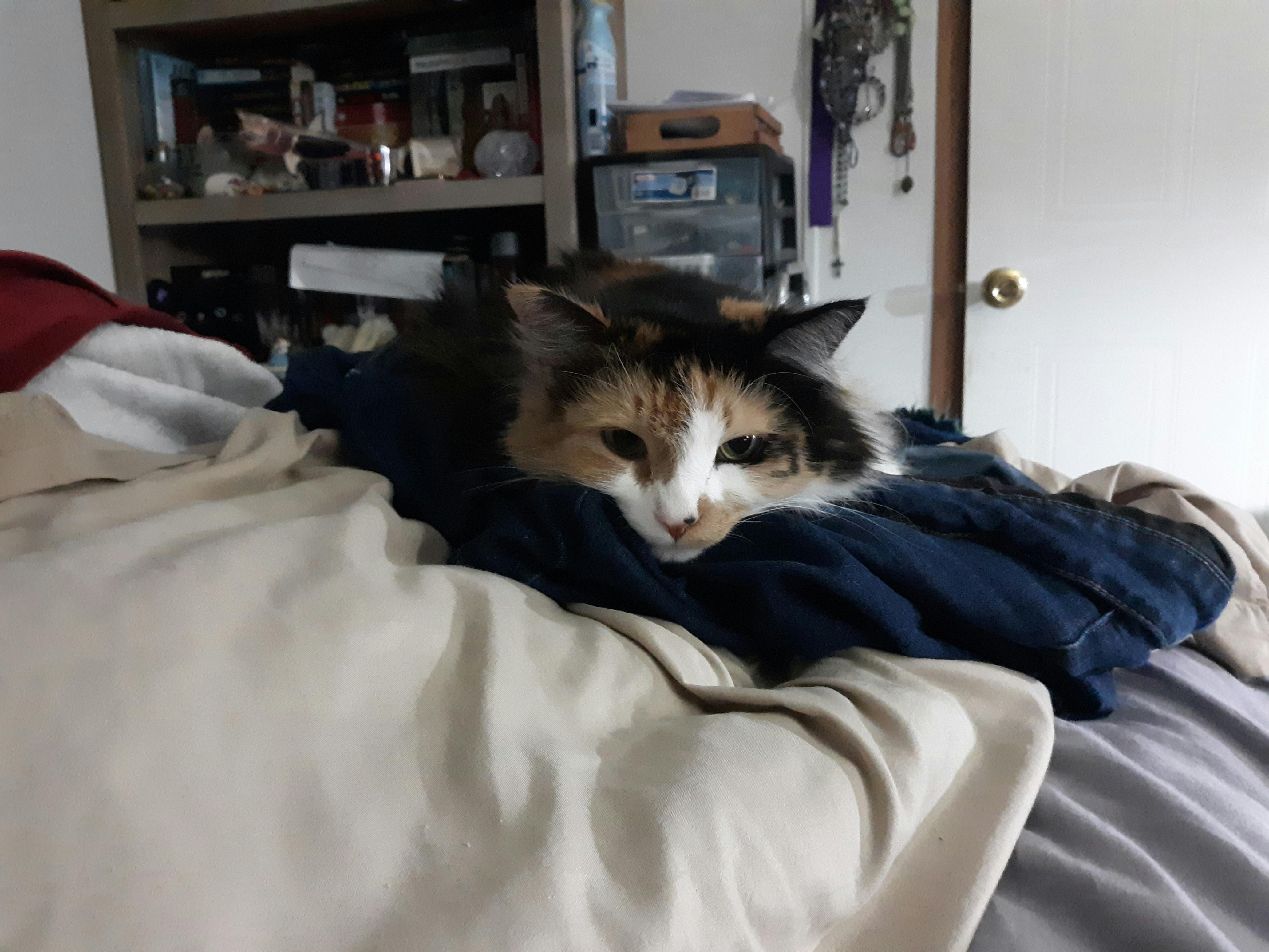 user avatar image for CerberusR1