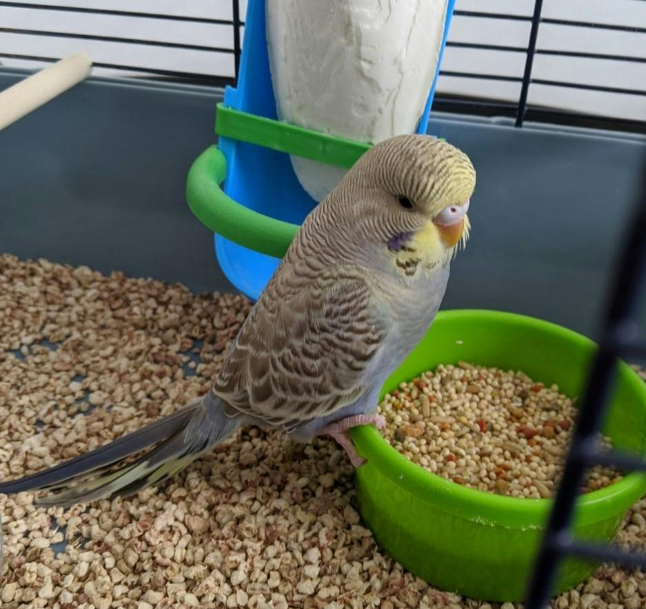 user avatar image for DrChemBird