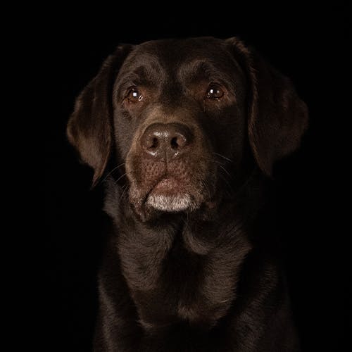 user avatar image for Fenrir Taura