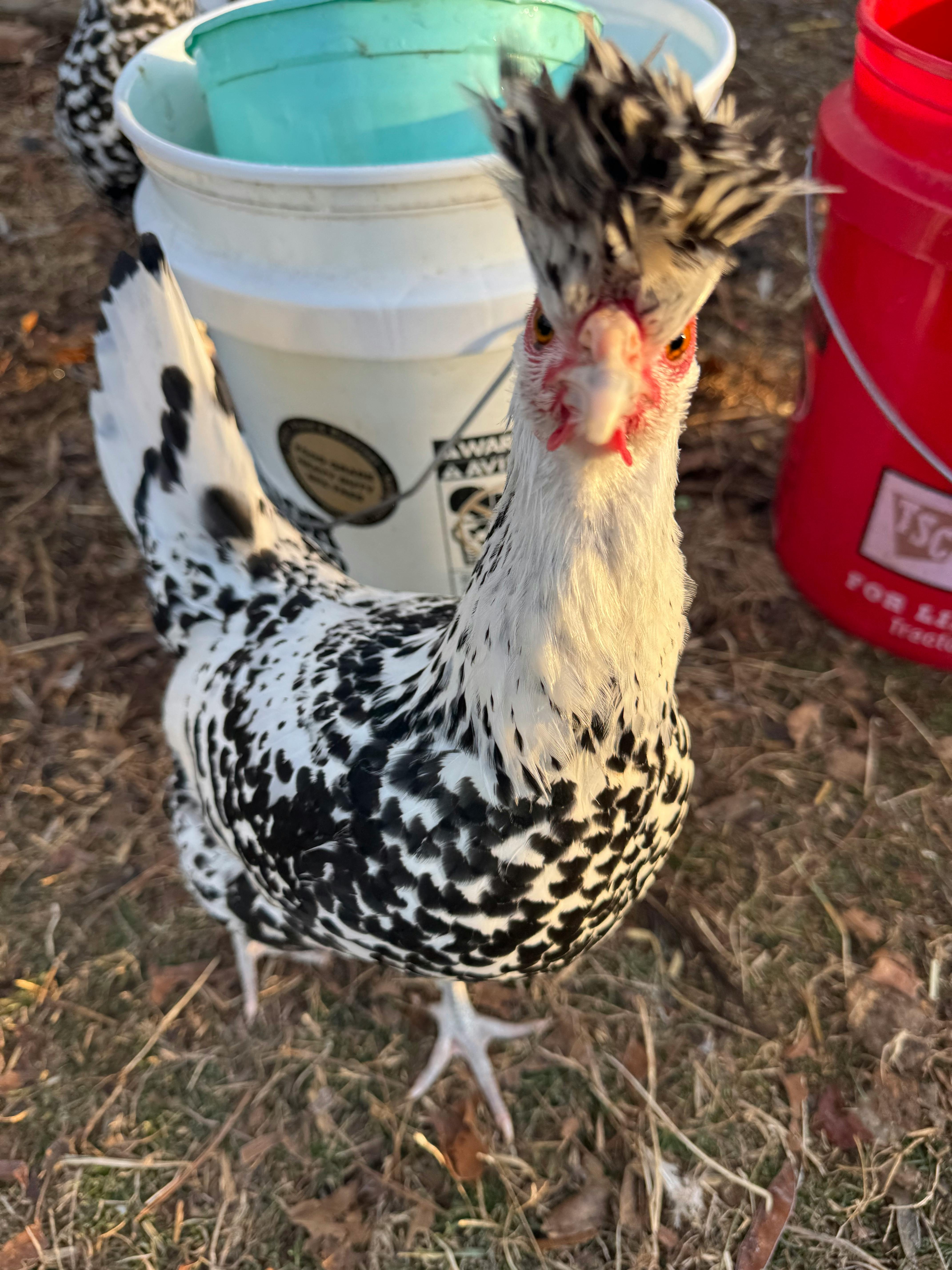 user avatar image for InQuestion