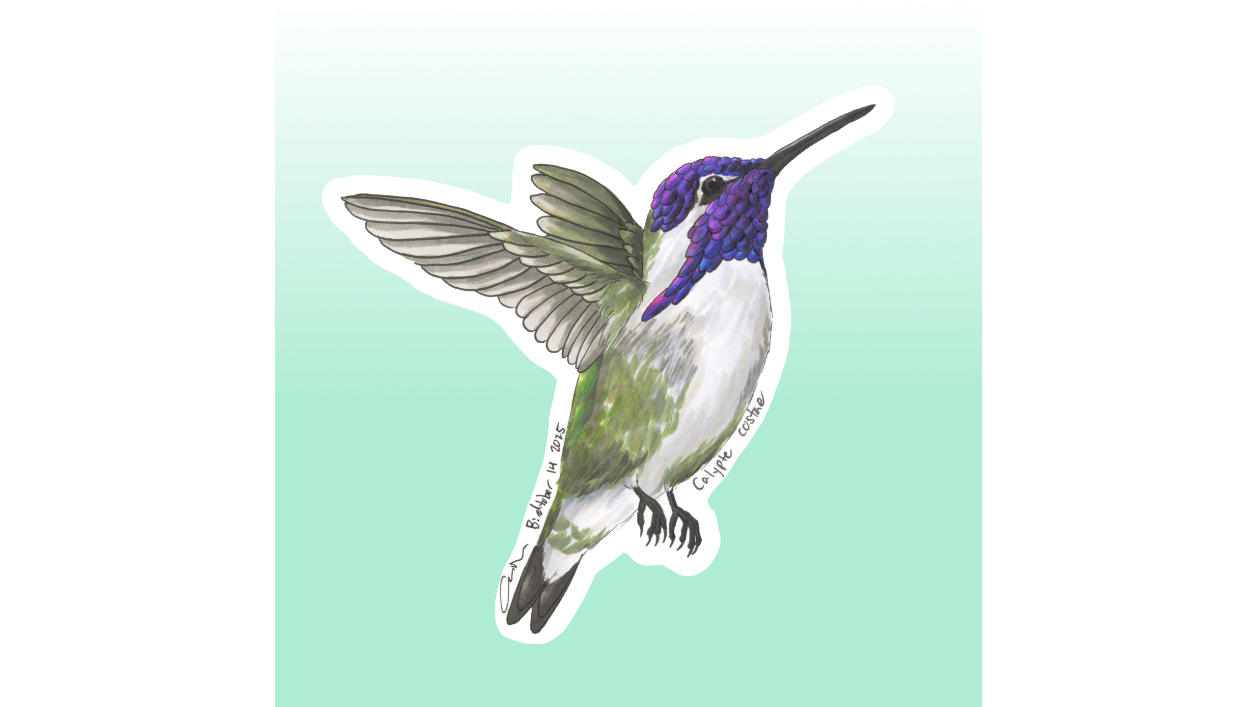 Costa's Hummingbird Sticker Design