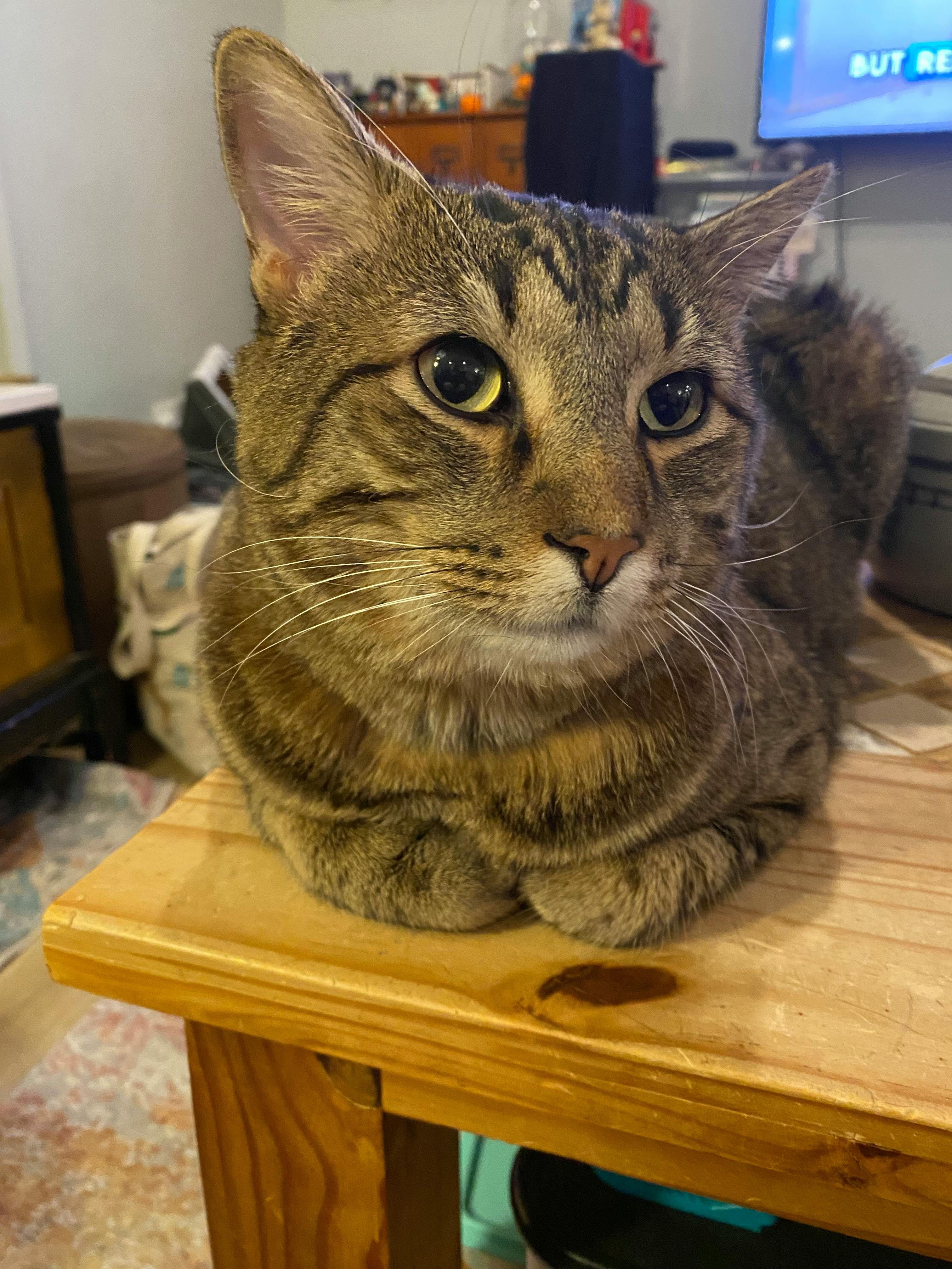 user avatar image for Cece T