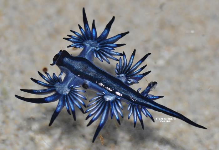 Blue Glaucus (Clear + Shiny Blue Cold Stamp)