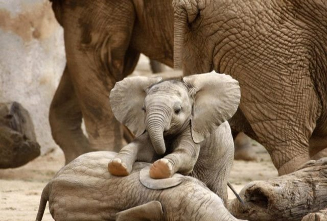 user avatar image for Floof