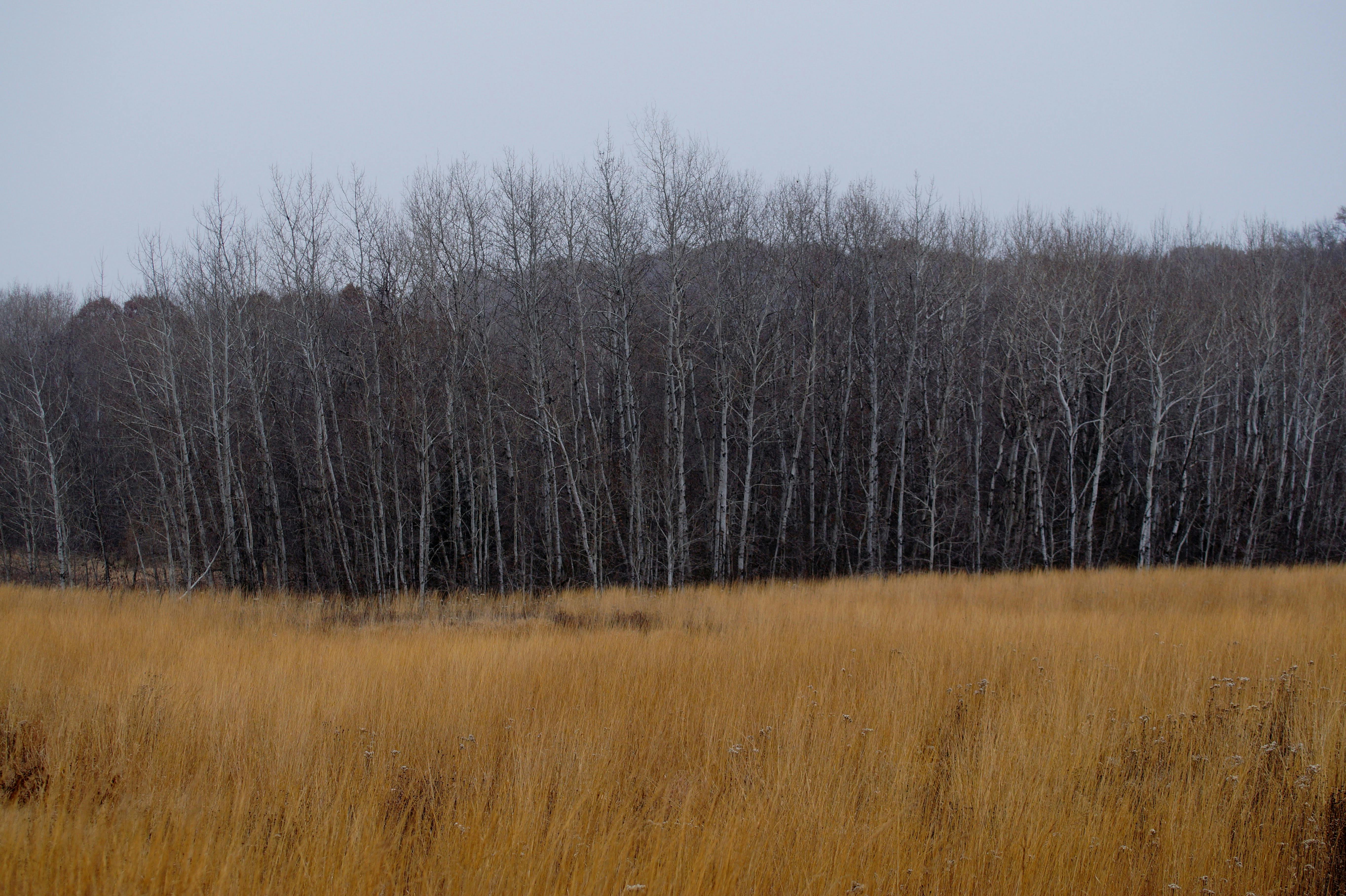 user avatar image for Michael Downs