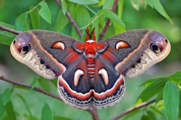 Cecropia Moth