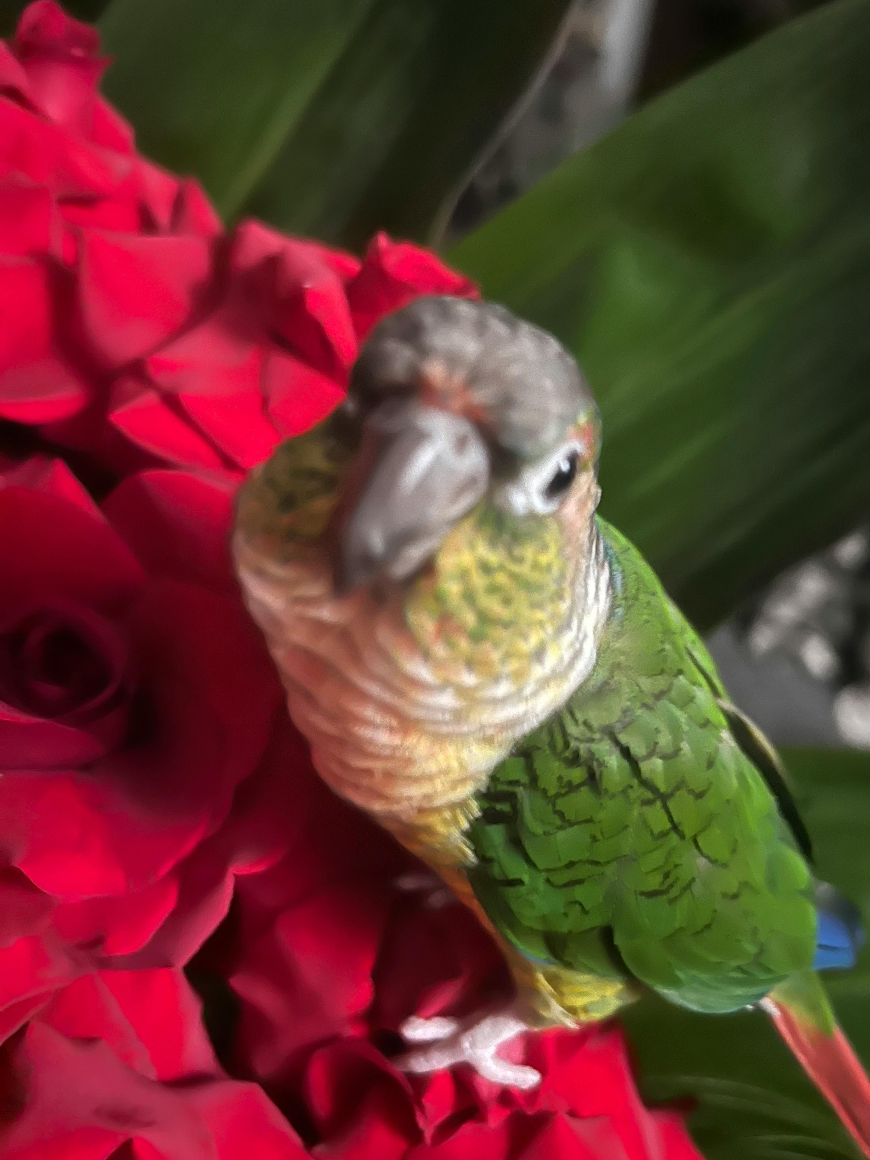 user avatar image for Raccoon