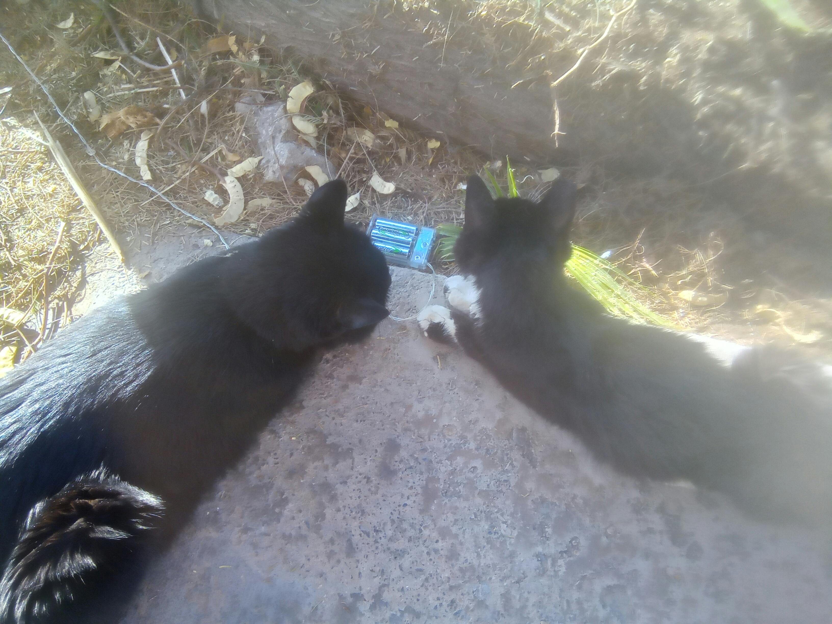 user avatar image for ChrisJV