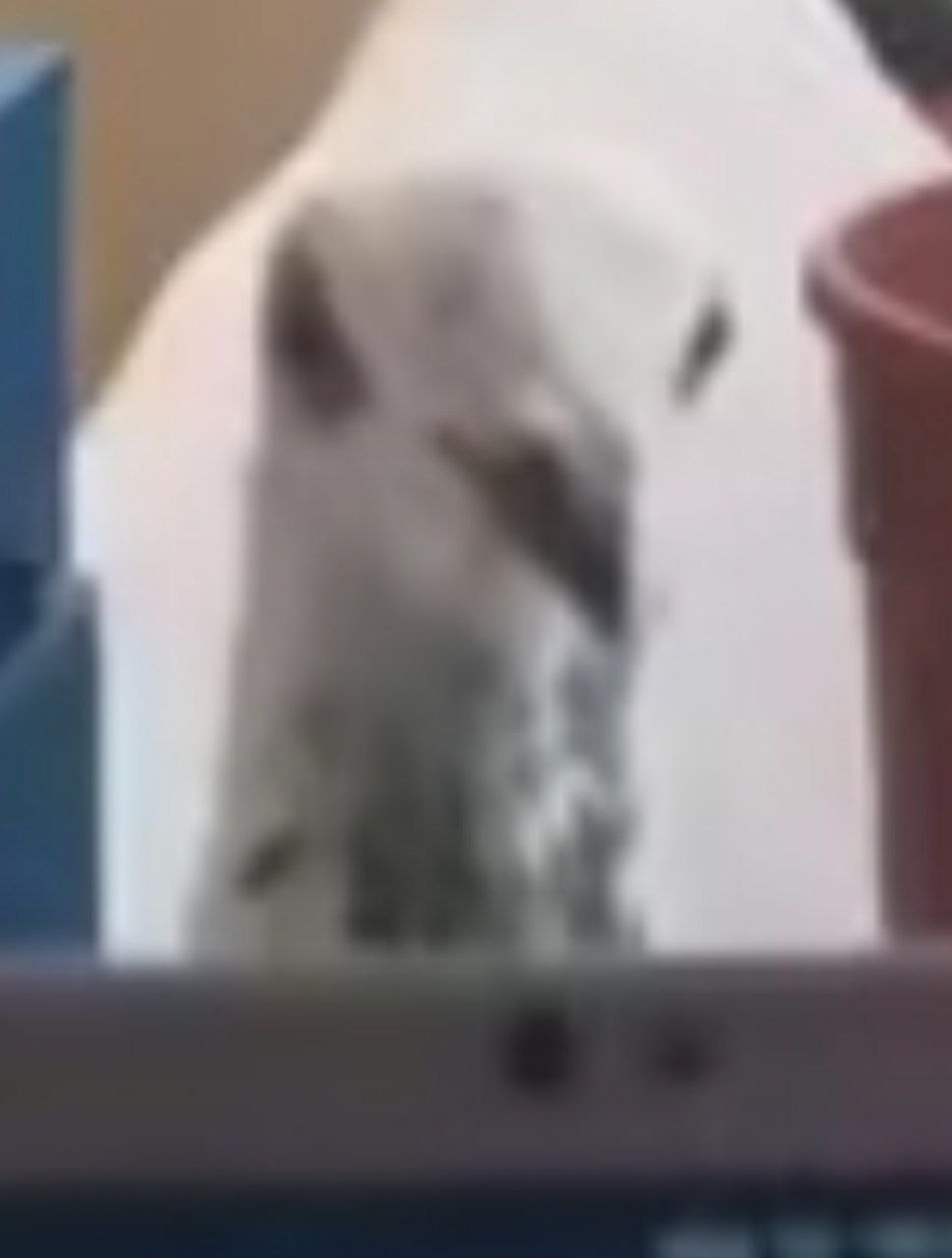 user avatar image for Pixel