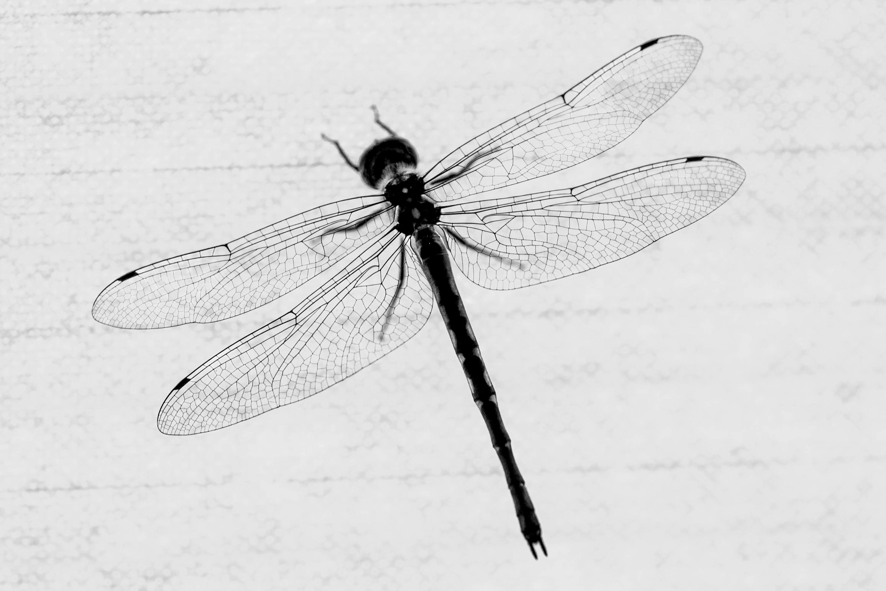 user avatar image for limedragonfly