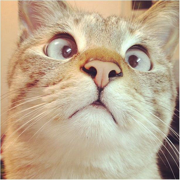 user avatar image for Lazyfungeonmaster