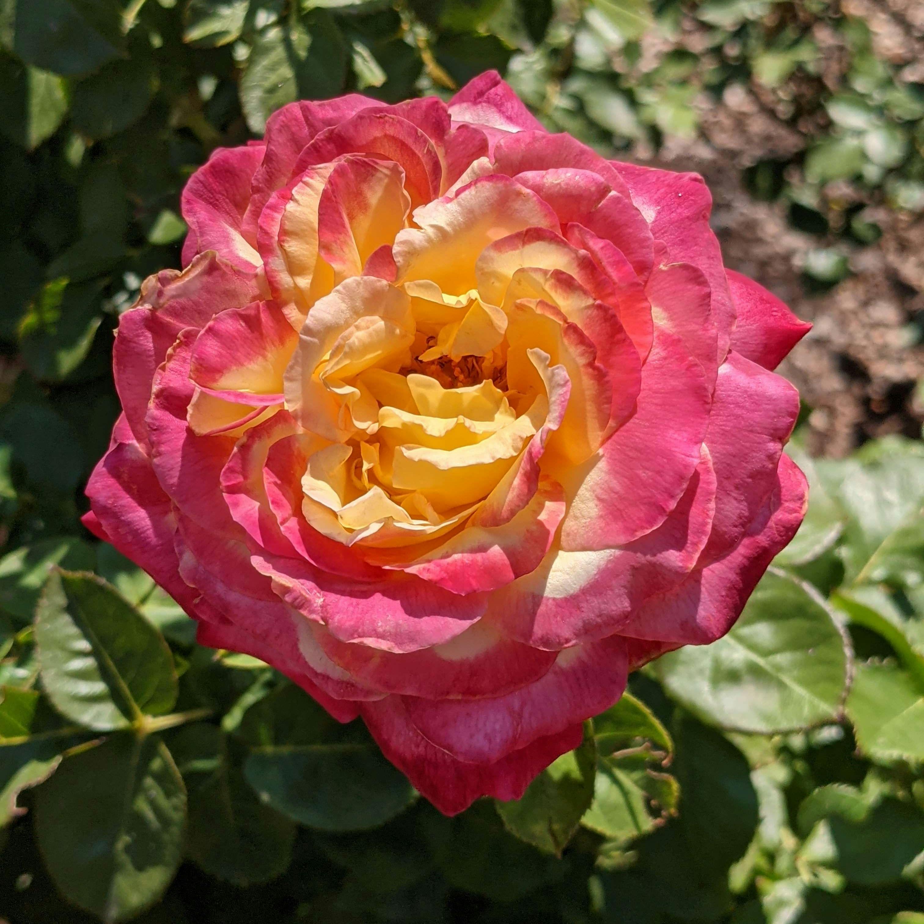 user avatar image for Hammyrrh