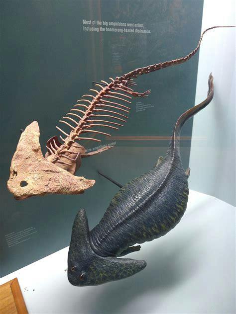 Diplocaulus